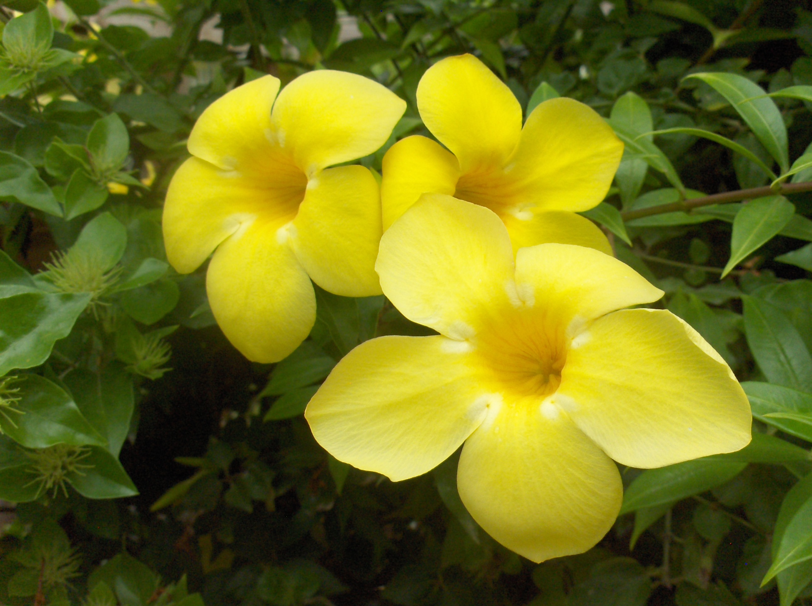 Allamanda cathartica 